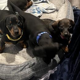 Dachshund Puppies from Honey Bee Dachshunds