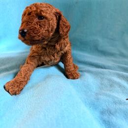 Josephine - Red  female Poodle puppy in Colerain, North Carolina from Lisa's Poodles