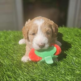 Ohana - Apricot female Goldendoodle puppy in Austin, Texas from Doodles Fur Days