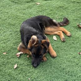 German Shepherd Puppies from Golden Ridge