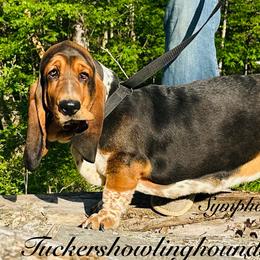 Symphony - Basset Hound