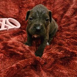 Elana - Gray female Cane Corso puppy in Roachdale, Indiana from Cast Iron Kennels