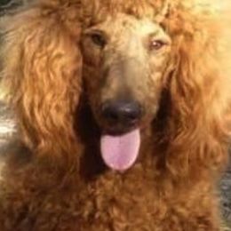 Poodles from Goldens Galore