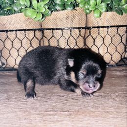 Black and tan - Black and tan female Pomeranian puppy in Fayetteville, North Carolina from Tar-heel Poms