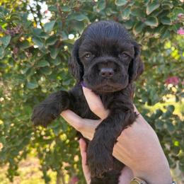 Sadie - Brown female Cocker Spaniel puppy in Corcoran, California from Sweetheart Cockers