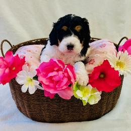 Oleander - Tri-color male Bernedoodle puppy in Harpers Ferry, West Virginia from Oso Perfect Poodles and Doodles