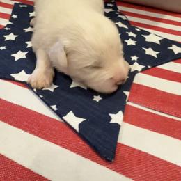 Mr White - White male Great Pyrenees puppy in Idaho from Portneuf Range Pyrenees