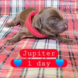 Jupiter - Brindle male Dachshund puppy in Harrodsburg, Kentucky from Wayward Home Dachshunds