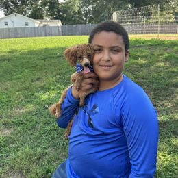 Goldendoodles, Poodles, Shihpoos, and Shih Tzus from Geise Meadow Doodles