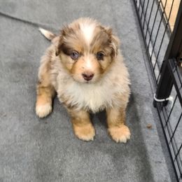 Australian Shepherd Puppies from Whitfarm Aussies