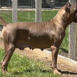Sol - Cane Corso