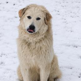 Bear - Great Pyrenees