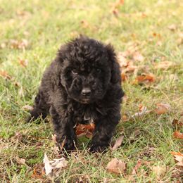 Rhonda - Black female Whoodle puppy in West Bend, Iowa from Blue Skies Terriers