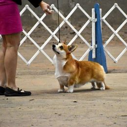 Pembroke Welsh Corgi puppies from Salted Rim Corgis
