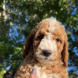 Assorted Doodle Crosses, Goldendoodle, Labradoodle, and Poodle Puppies from Ruff Country Doodles