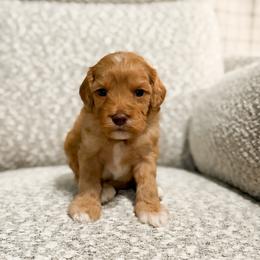 Rudolph - Red male Cavapoo puppy in Colcord, Oklahoma from Copper Lane Aussies, Doodles & Cavapoos