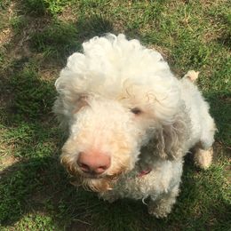 Honey - Poodle