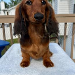 Mint Girl - Red female Dachshund puppy in Imperial, Missouri from Bea’s Dackel Haüs