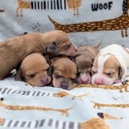 Dachshund Puppies from Ferrario Dachshunds