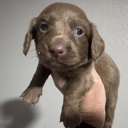 Slate - Fawn (Isabella) male Dachshund puppy in Bentonville, Arkansas from T & D Dachshunds by design