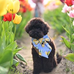 Teddy (Mr.Grinch) - Black male Cockapoo puppy in Deming, Washington from Heavenly Puppies to Love