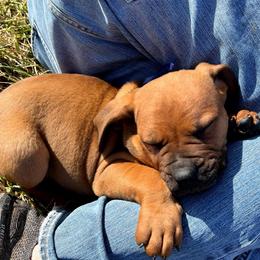 Blue male - Red male Boerboel puppy in Rockford, Illinois from Adoraboerboels