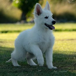 German Shepherd Puppies from Esteemed K9 German Shepherds