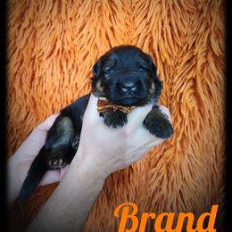 Brand - Black and tan male German Shepherd puppy in Fort Jennings, Ohio from Von Holtzapple German shepherds