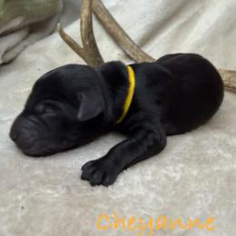 Cheyanne - Black female Labrador Retriever puppy in Grants Pass, Oregon from KnR Antler Dogs ~ Labrador Retrievers & Corgis