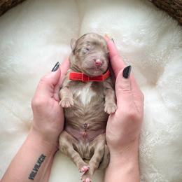 Boy 3 - male Goldendoodle puppy in Cleveland, Tennessee from Edgewater Doodles & Designer Pups