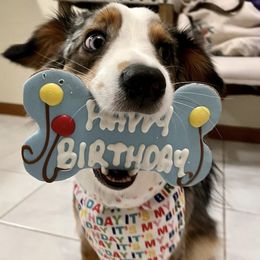 Australian Shepherd and Miniature Australian Shepherd Puppies from Integrity Aussies Tx