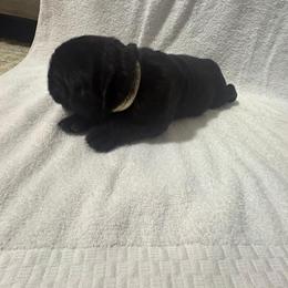 German Shepherd and Newfoundland Puppies from Tampa Bay Farm