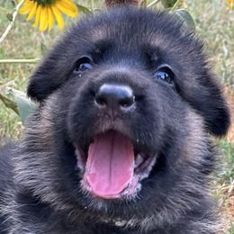 Crowley - Black and red German Shepherd puppy in Mansfield, Texas from House Wolf Kennels