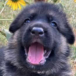 Crowley - Black and red German Shepherd puppy in Mansfield, Texas from House Wolf Kennels