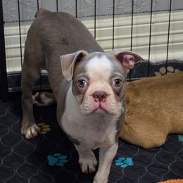 Chandler - Lilac male Boston Terrier puppy in Orange, Texas from Emerald Moon Bostons