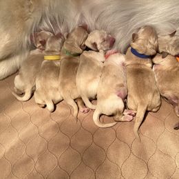 Goldendoodle and Golden Retriever Puppies from Gate City Goldens