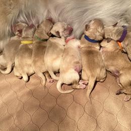 Goldendoodle and Golden Retriever Puppies from Gate City Goldens