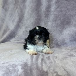 Ari - Black and white female Shih Tzu puppy in California from Boodaboo Shih Tzu’s