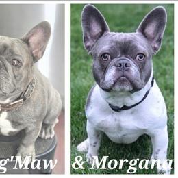 French Bulldog puppies from Mecham Family kennels -MechamFrenchies