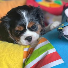 Cavalier King Charles Spaniel Puppies from Angels Ridge Cavaliers