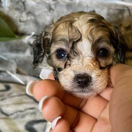 Rudy - Parti Poodle puppy in Copperas Cove, Texas from Grapeshot Poodles & Doodles LLC
