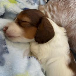 Chocolate - Piebald female Dachshund puppy in Easley, South Carolina from Castle Hill Doxies, LLC