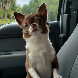 Zoriana - Retired - Chihuahua