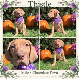 Thistle - Fawn male Great Dane puppy in Norton, Ohio from Guilty Pleasure Great Danes & Frenchies