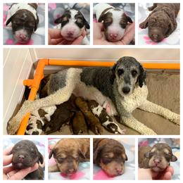 Goldendoodle Puppies from Two Ps in a Pod