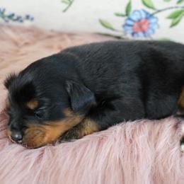 Lark - Black tri female Miniature Australian Shepherd puppy in Melbourne, Florida from True Spirited Aussies