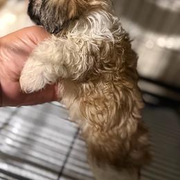 Gigi - Tricolor female Shih Tzu puppy in Apple Valley, California from Garcia_shihtzu