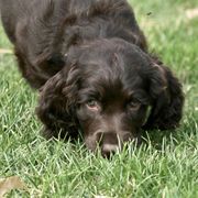 Boykin Spaniel Puppies from Bayhill Boykins