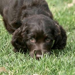 Boykin Spaniel Puppies from Bayhill Boykins
