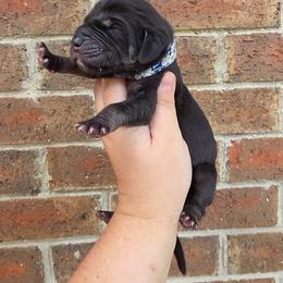 Padfoot - Black male Great Dane puppy in Arlington, Texas from Scoober Danes